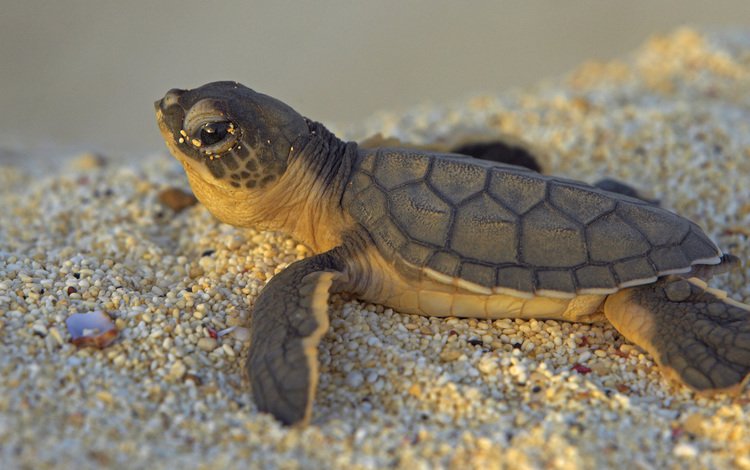 камни, макро, песок, черепаха, морская черепаха, stones, macro, sand, turtle, sea turtle