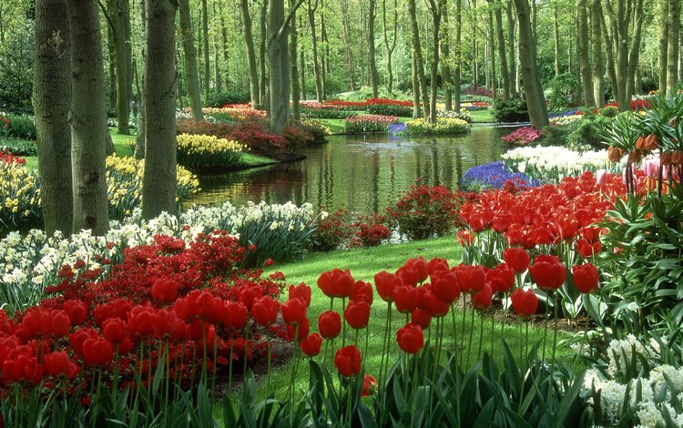 водоем, тюльпаны, нидерланды, keukenhof gardens, сад кейкенхоф, pond, tulips, netherlands, garden keukenhof