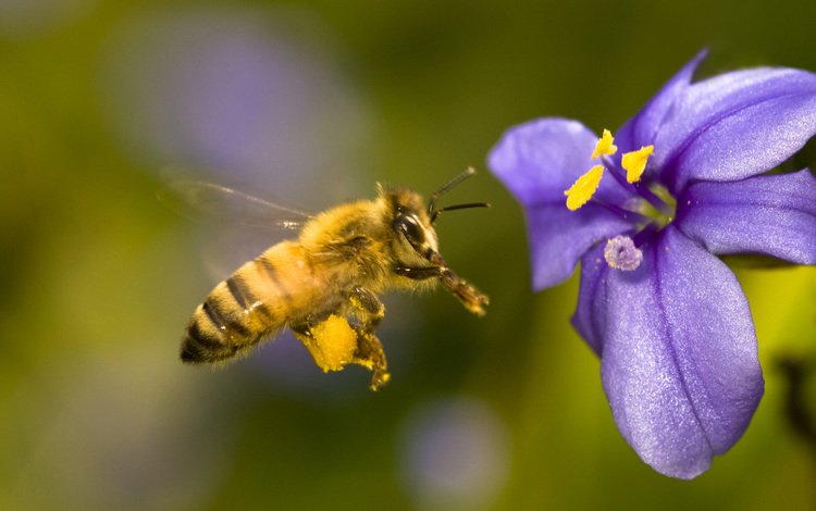 насекомое, цветок, лепестки, крылья, тычинки, пчела, insect, flower, petals, wings, stamens, bee