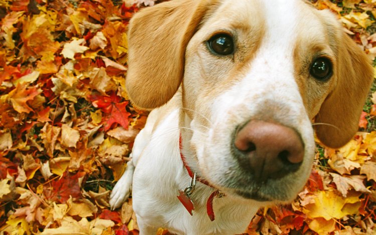 мордочка, взгляд, собака, ошейник, бигль, осенние листья, muzzle, look, dog, collar, beagle, autumn leaves