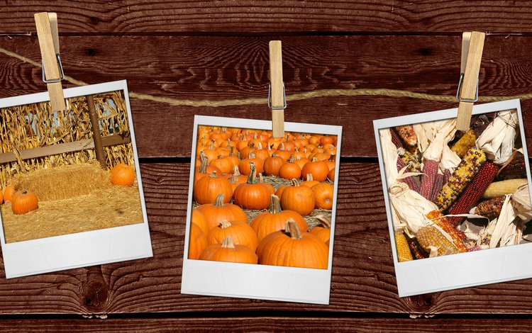фотографии, кукуруза, веревка, прищепки, тыквы, деревянная поверхность, photos, corn, rope, clothespins, pumpkin, wooden surface