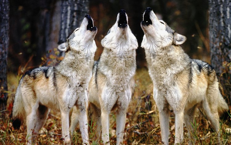 волки, воют, волк, трое, wolves, howl, wolf, three