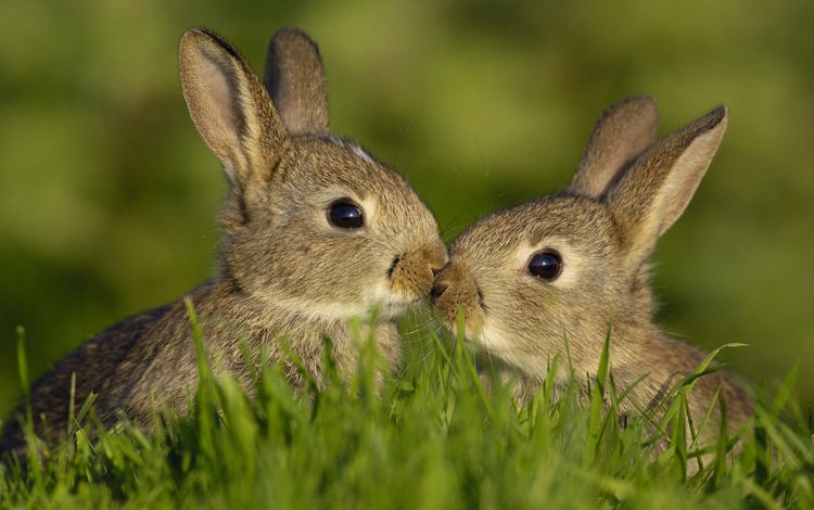 трава, любовь, семья, кролики, зайцы, grass, love, family, rabbits