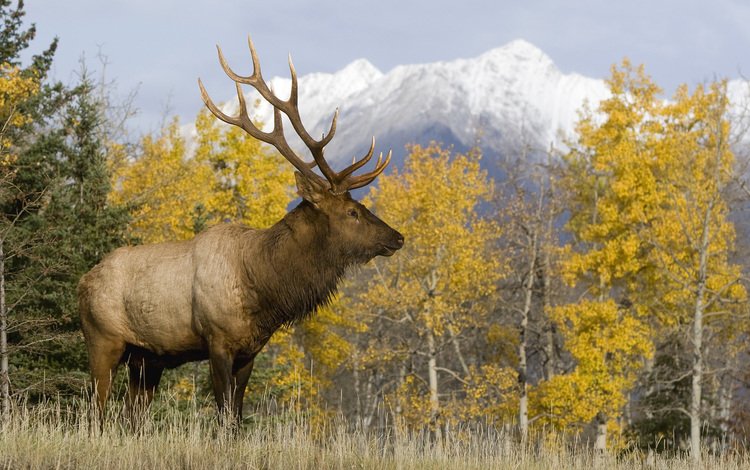 природа, олень, осень, рога, благородный олень, nature, deer, autumn, horns, red deer