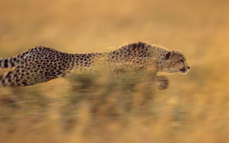 бег, гепард, стремительный, running, cheetah, rapid