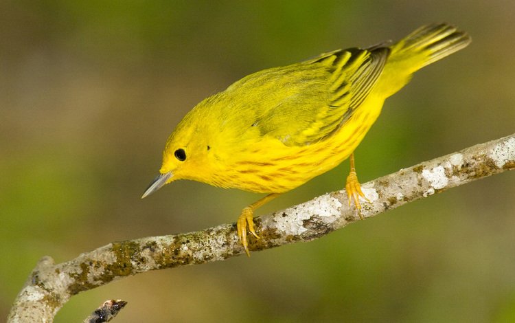 птица, жёлтая, славка, bird, yellow, warbler
