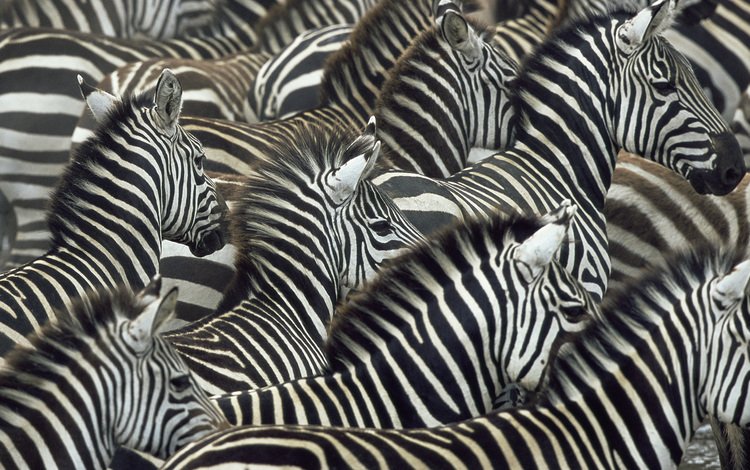 зебры, zebra