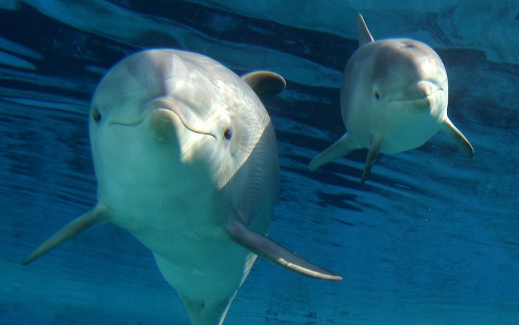 животные, дельфины, дельфин, подводный мир, animals, dolphins, dolphin, underwater world