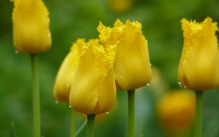 цветы, тюльпаны, желтые, flowers, tulips, yellow