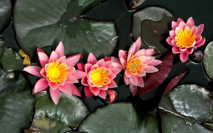 кувшинка, нимфея, водяная лилия, lily, nymphaeum, water lily