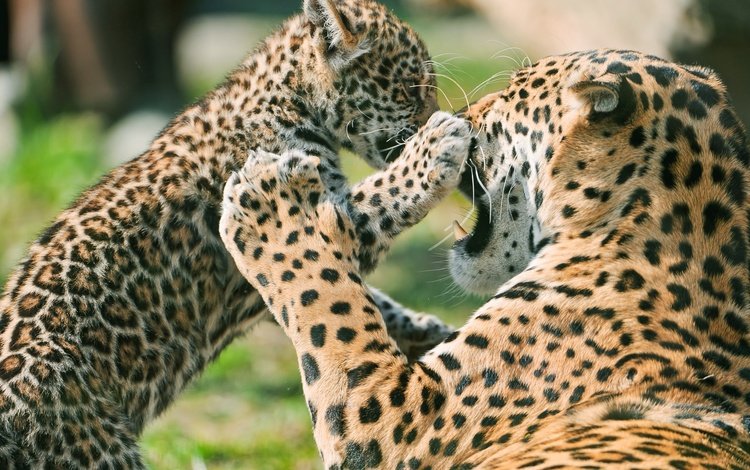 ягуар, детеныш, мать, jaguar, cub, mother