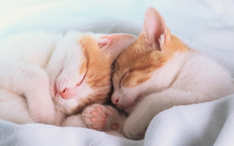 лапы, сон, спят, уши, одеяло, котята, paws, sleep, ears, blanket, kittens