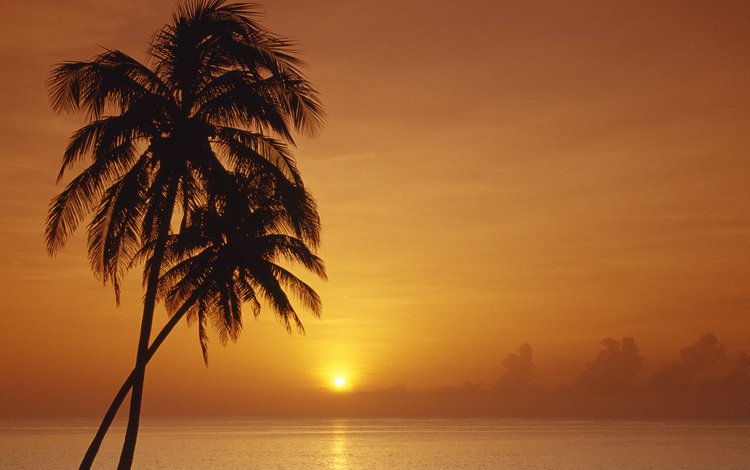 солнце, закат, море, горизонт, пальмы, the sun, sunset, sea, horizon, palm trees