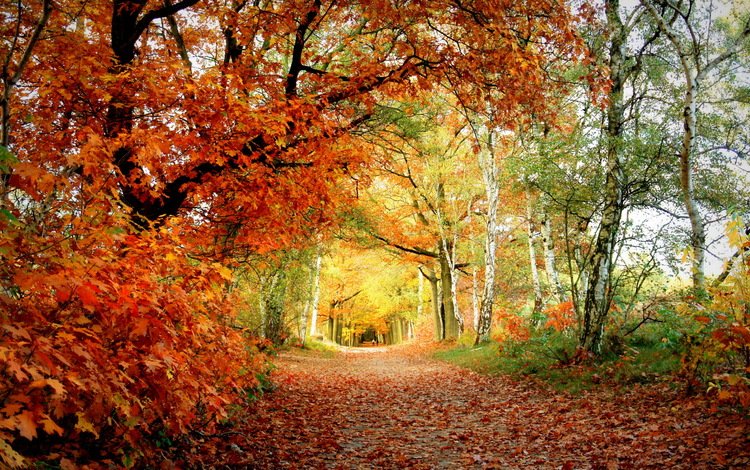 деревья, листья, парк, березы, осень, тропинка, дуб, trees, leaves, park, birch, autumn, path, oak