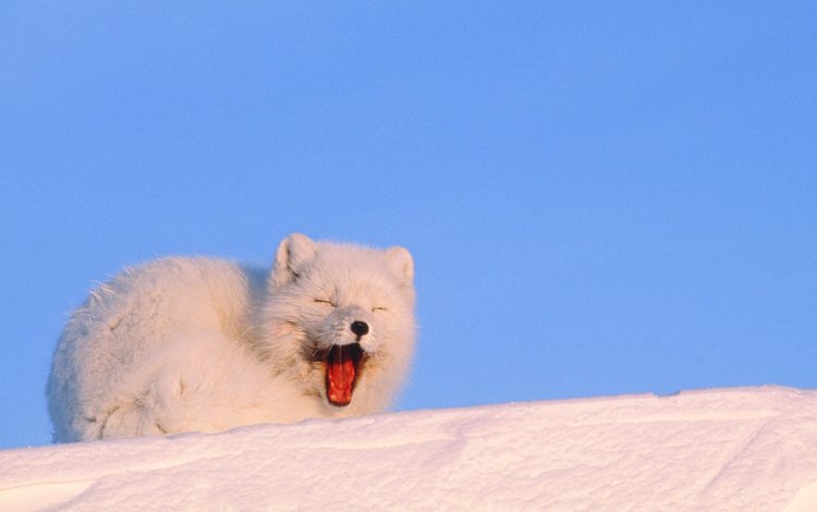 снег, зима, песец, полярная лисица, snow, winter, fox, polar fox