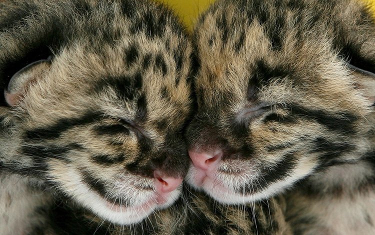 парочка, спят, котята, леопарды, двое, детеныши, a couple, sleep, kittens, leopards, two, cubs