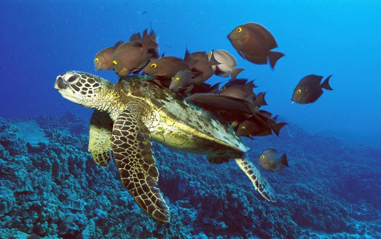 черепаха, рыбы, подводный мир, turtle, fish, underwater world