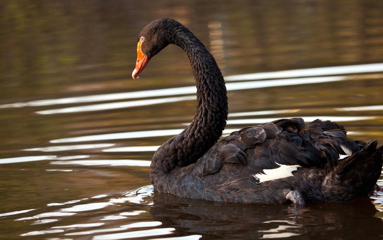 озеро, птица, лебедь, черный лебедь, lake, bird, swan, black swan