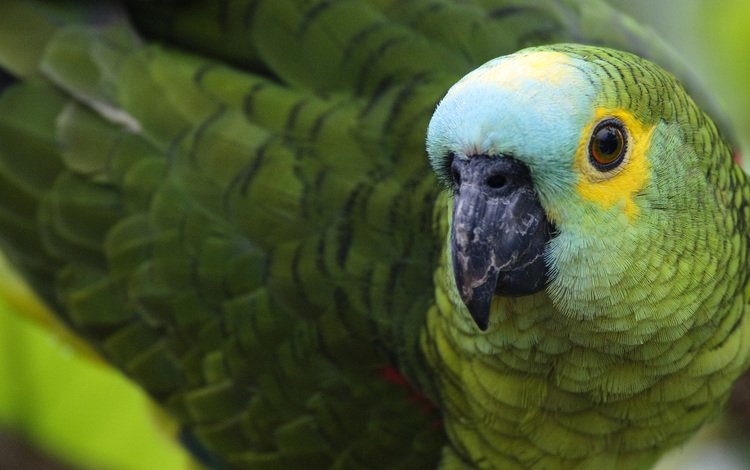 зелёный, цвет, птица, клюв, перья, попугай, зеленощёкий амазон, амазон, green, color, bird, beak, feathers, parrot, selenodesy amazon