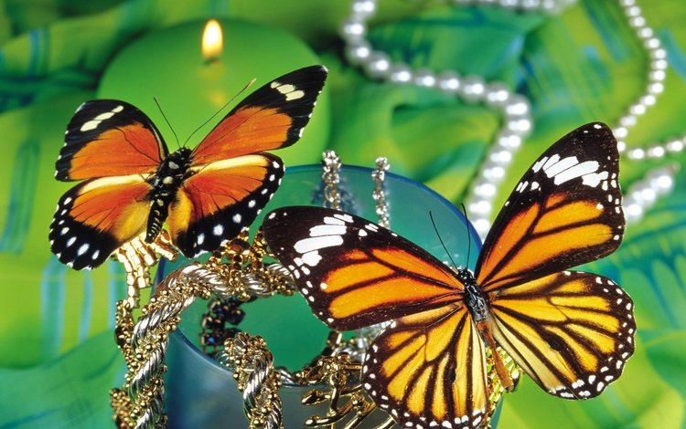 насекомое, бабочка, крылья, монарх, insect, butterfly, wings, monarch