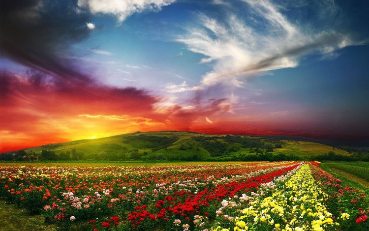 небо, цветы, облака, закат, пейзаж, поле, the sky, flowers, clouds, sunset, landscape, field