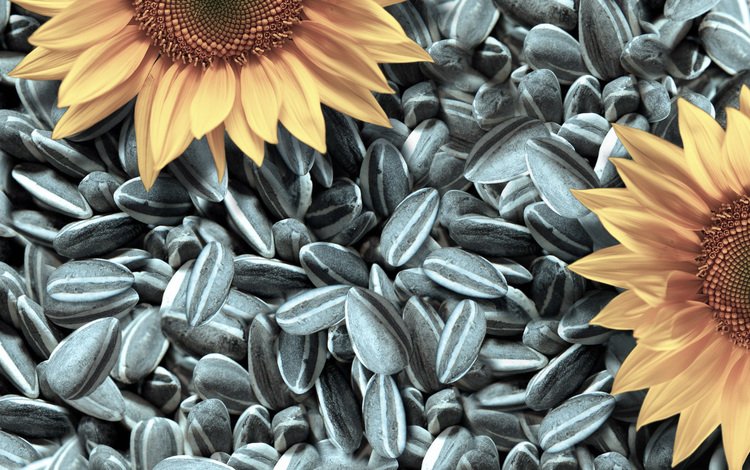 текстура, подсолнух, семечки, texture, sunflower, seeds