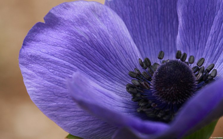 цветок, фиолетовый, крупным планом, ветреница, анемон, flower, purple, closeup, anemone