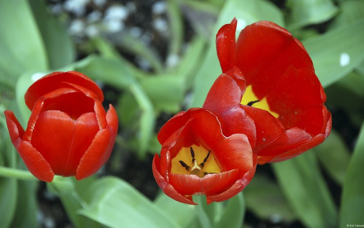 тюльпан, tulip