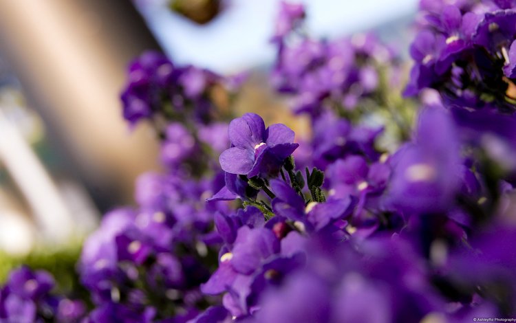 цветы, лепестки, фиолетовые, фиалки, flowers, petals, purple, violet