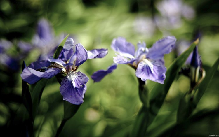 цветы, лепестки, синие, ирисы, ирис, flowers, petals, blue, irises, iris