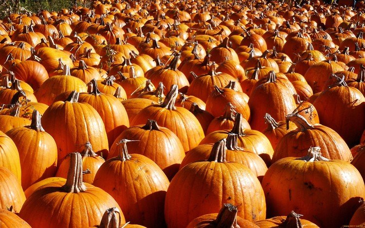 осень, урожай, овощи, тыквы, тыква, autumn, harvest, vegetables, pumpkin