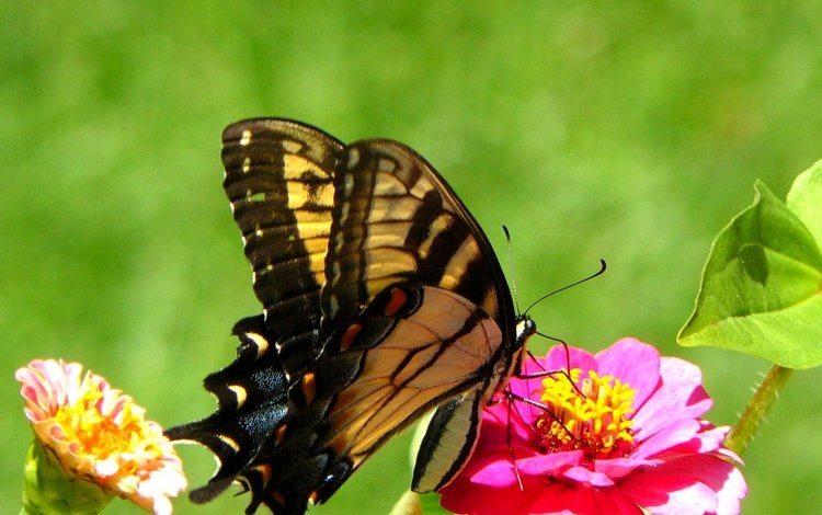 бабочка, butterfly