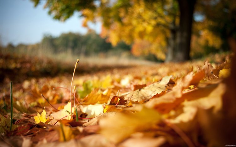 природа, листья, осень, осенние листья, nature, leaves, autumn, autumn leaves