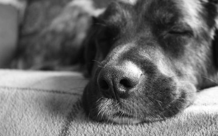 морда, чёрно-белое, собака, спит, друг, нос, face, black and white, dog, sleeping, each, nose