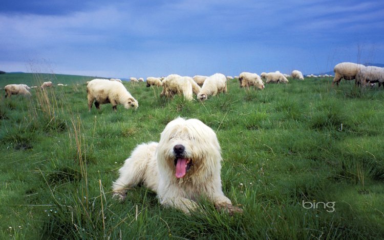 трава, собака, овцы, grass, dog, sheep