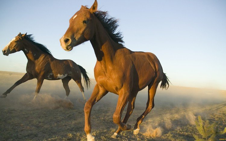 природа, животные, лошади, кони, бег, лошадки, nature, animals, horse, horses, running