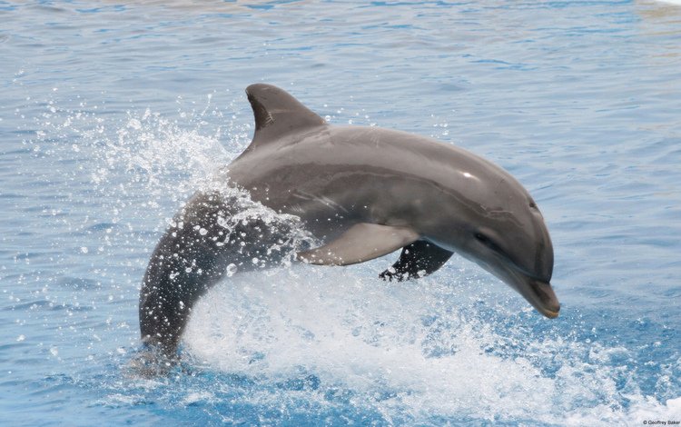 вода, брызги, прыжок, дельфин, water, squirt, jump, dolphin