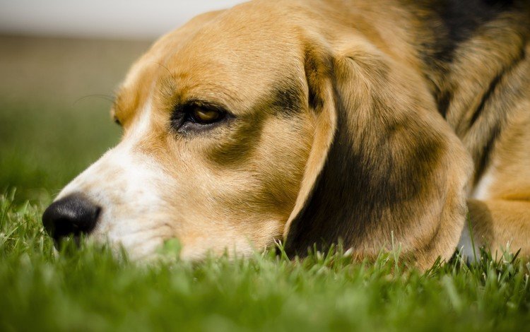 трава, собака, лежит, бигль, грустная собачка, grass, dog, lies, beagle, sad dog