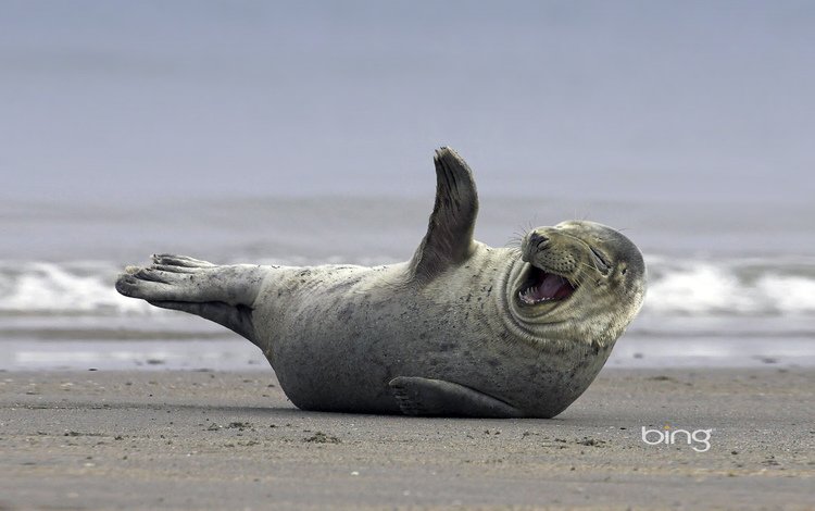 тюлень, seal