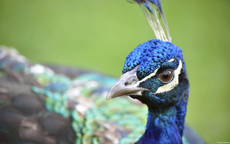 птица, клюв, павлин, перья, крупным планом, bird, beak, peacock, feathers, closeup