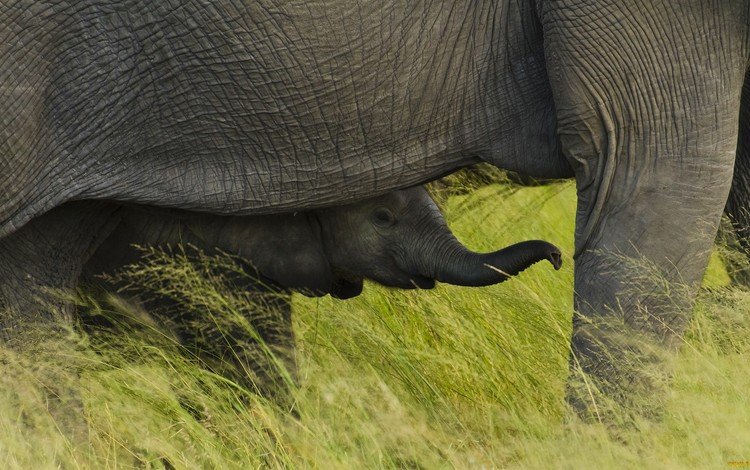 трава, африка, слоны, слоненок, национальный парк чобе, ботсвана, grass, africa, elephants, elephant, chobe national park, botswana