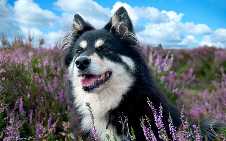 цветы, облака, поле, лаванда, лето, собака, бордер-колли, собака в цветах, flowers, clouds, field, lavender, summer, dog, the border collie, dog in flowers