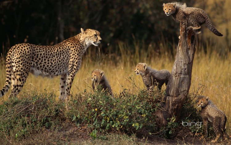 гепард, cheetah