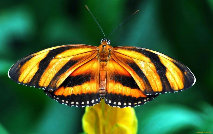 цветок, бабочка, крылья, насекомые, flower, butterfly, wings, insects