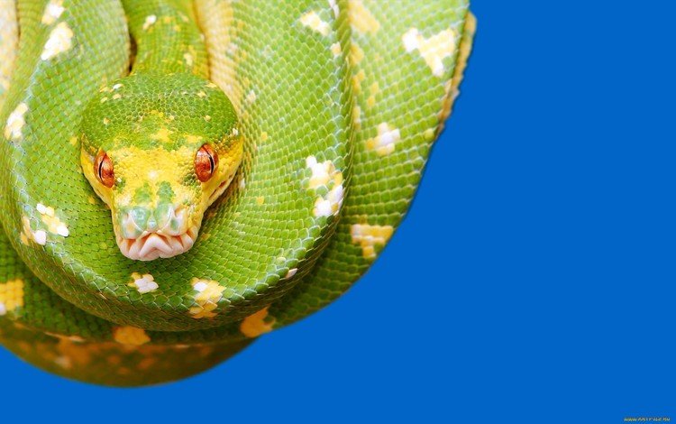 глаза, красные, змея, зеленая, синий фон, рептилия, eyes, red, snake, green, blue background, reptile