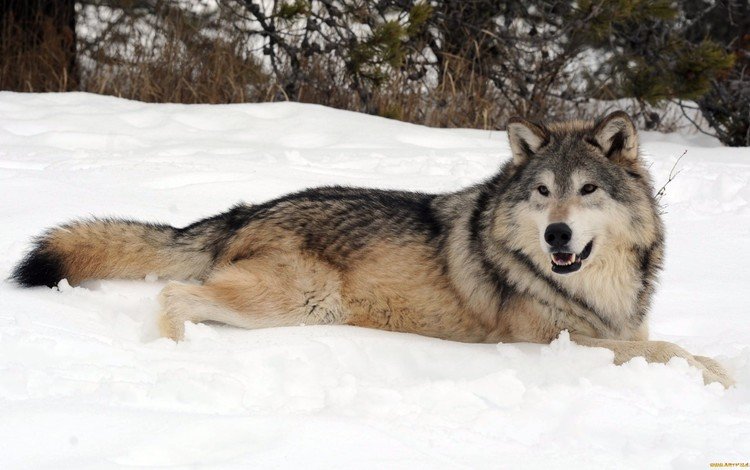 снег, лес, зима, хищник, волк, snow, forest, winter, predator, wolf