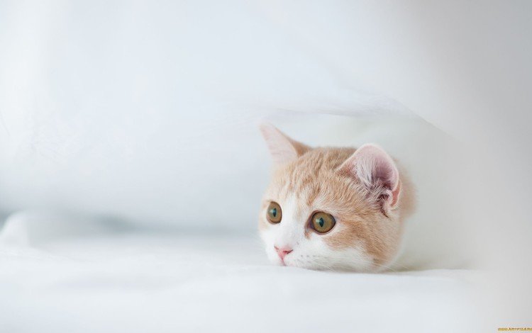 кошка, котенок, ben torode, бен тород, ханна, лежит на белых простынях, cat, kitty, ben torod, hannah, lying on white sheets