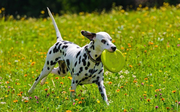 цветы, трава, собака, щенок, игра, далматин, играет, долматин, flowers, grass, dog, puppy, the game, dalmatian, plays, dalmatin