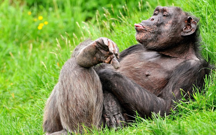 трава, поза, язык, обезьяна, примат, смешной, шимпанзе, grass, pose, language, monkey, the primacy of, funny, chimpanzees