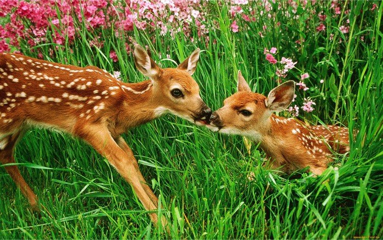 цветы, трава, луг, олени, поцелуй, бэмби, flowers, grass, meadow, deer, kiss, bambi